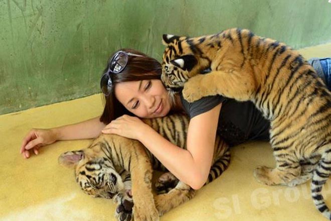 Flying Hanuman with Tiger Kingdom
