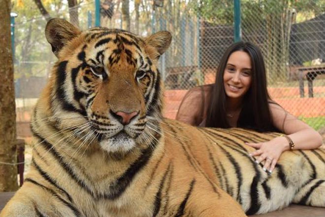 Flying Hanuman with Tiger Kingdom