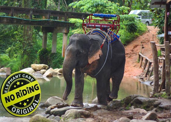 ATV bike + Elephant Care Tour