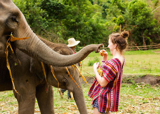 Elephant Green Sanctuary Tour