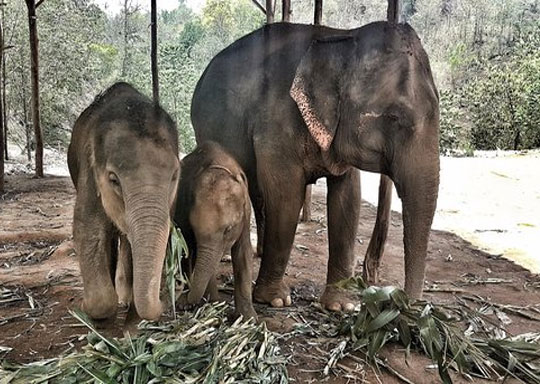 Elephant Green Sanctuary Tour
