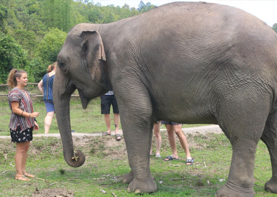 Elephant Green Sanctuary Tour