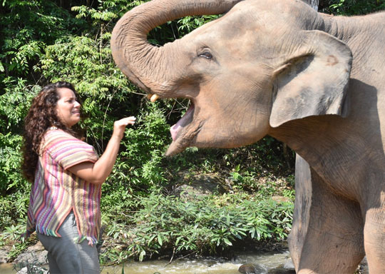 Elephant Green Sanctuary Tour